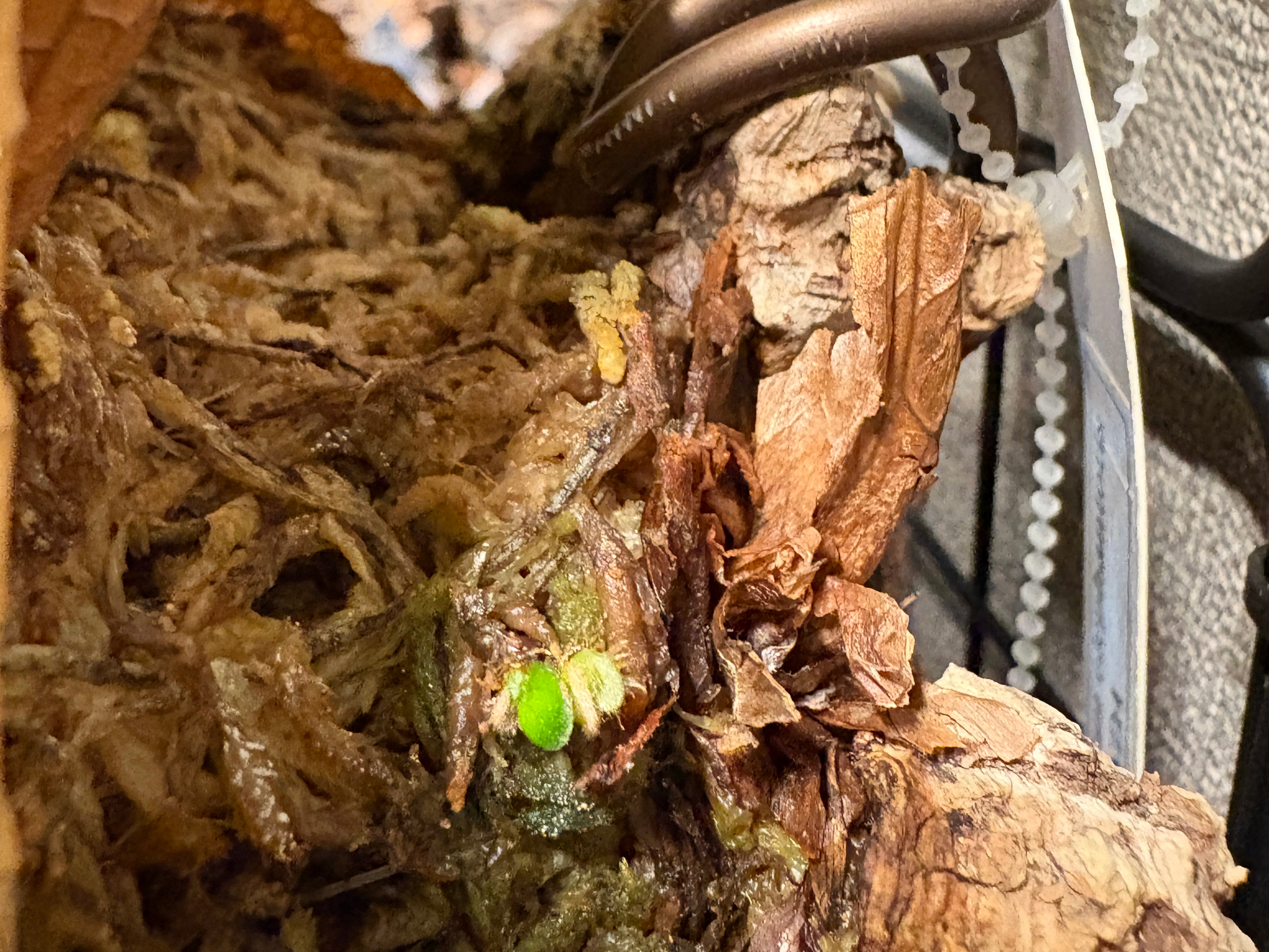 11/7に気づいた3株目！