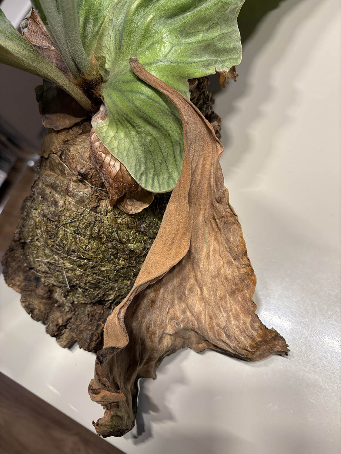 アンゴレンセの枯れ落ちた胞子葉