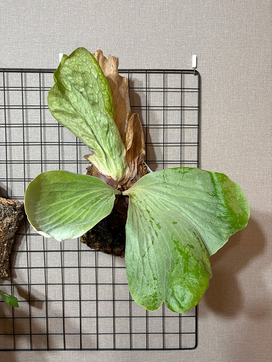 P.アンゴレンセ