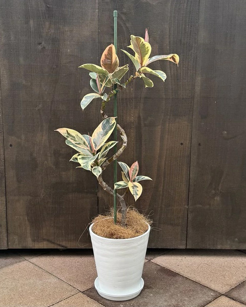 フィカス エラスティカ ティネケ