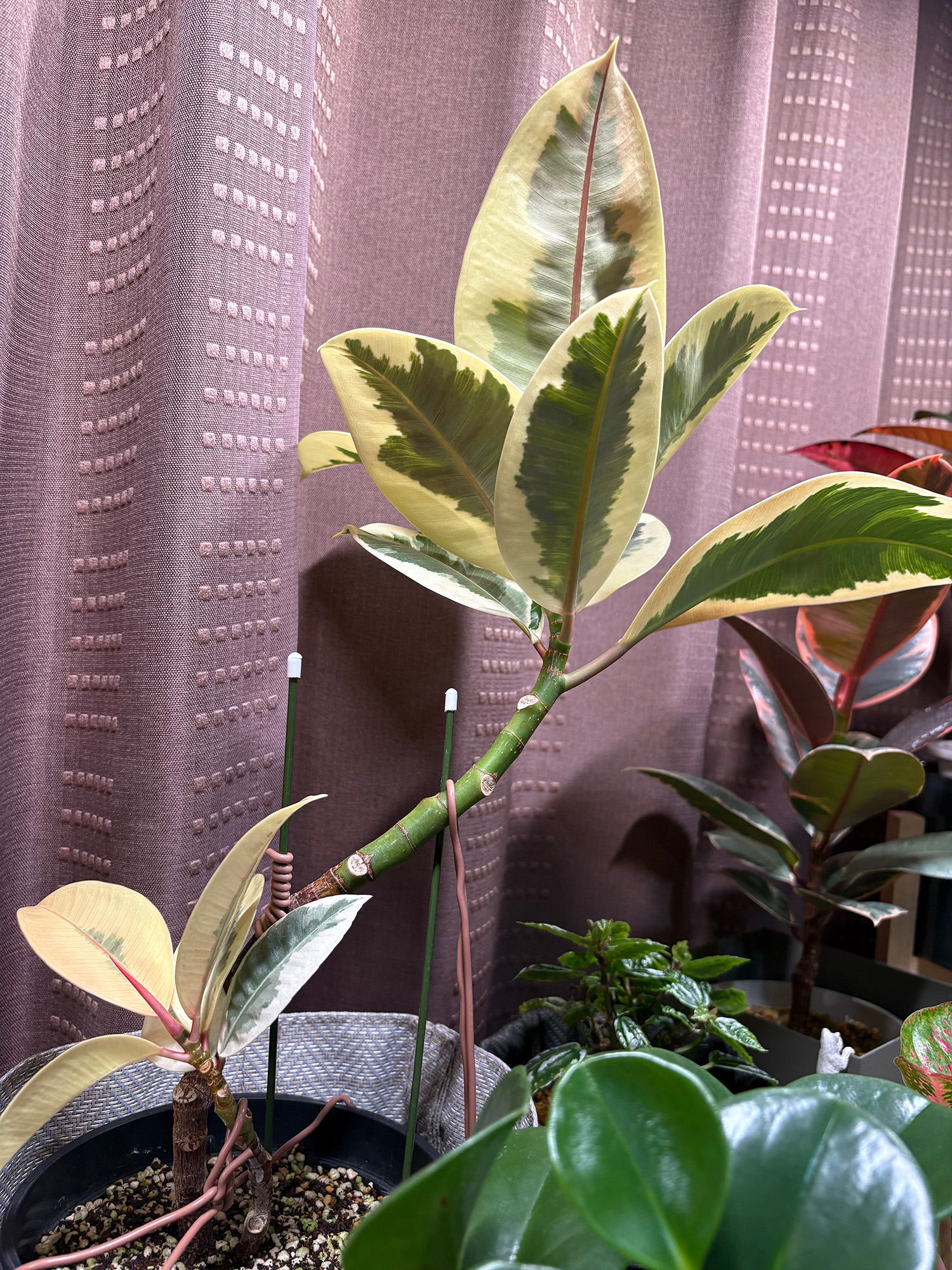 曲げが進んできたティネケ