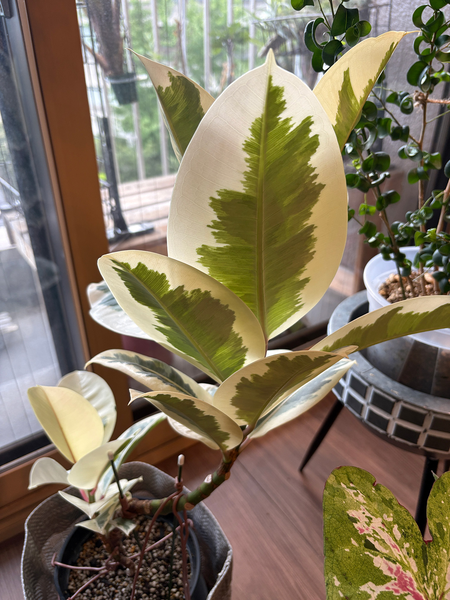 8月初旬のティネケ