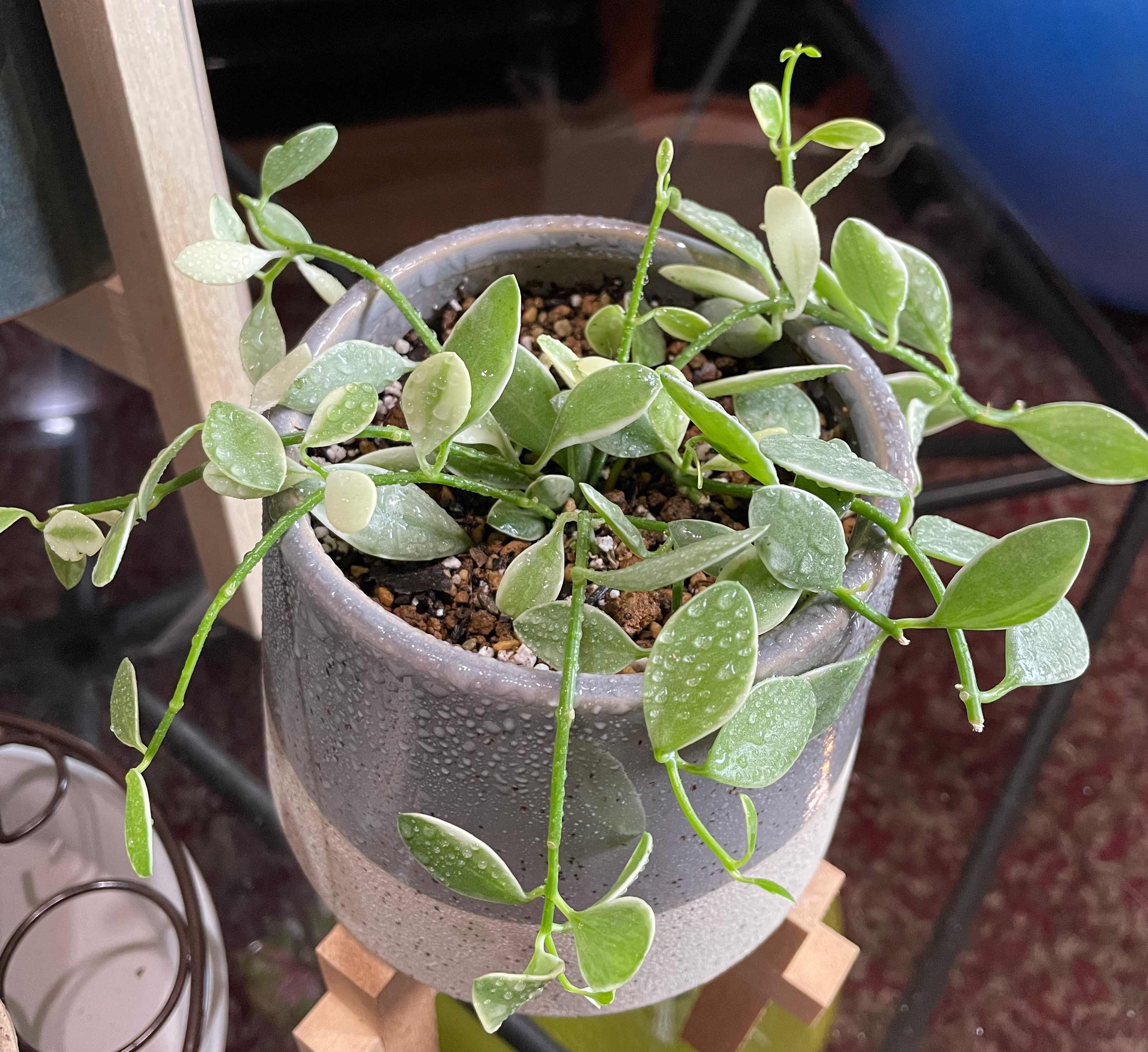 ディスキディア・ベンガレンシス・バリエガータ