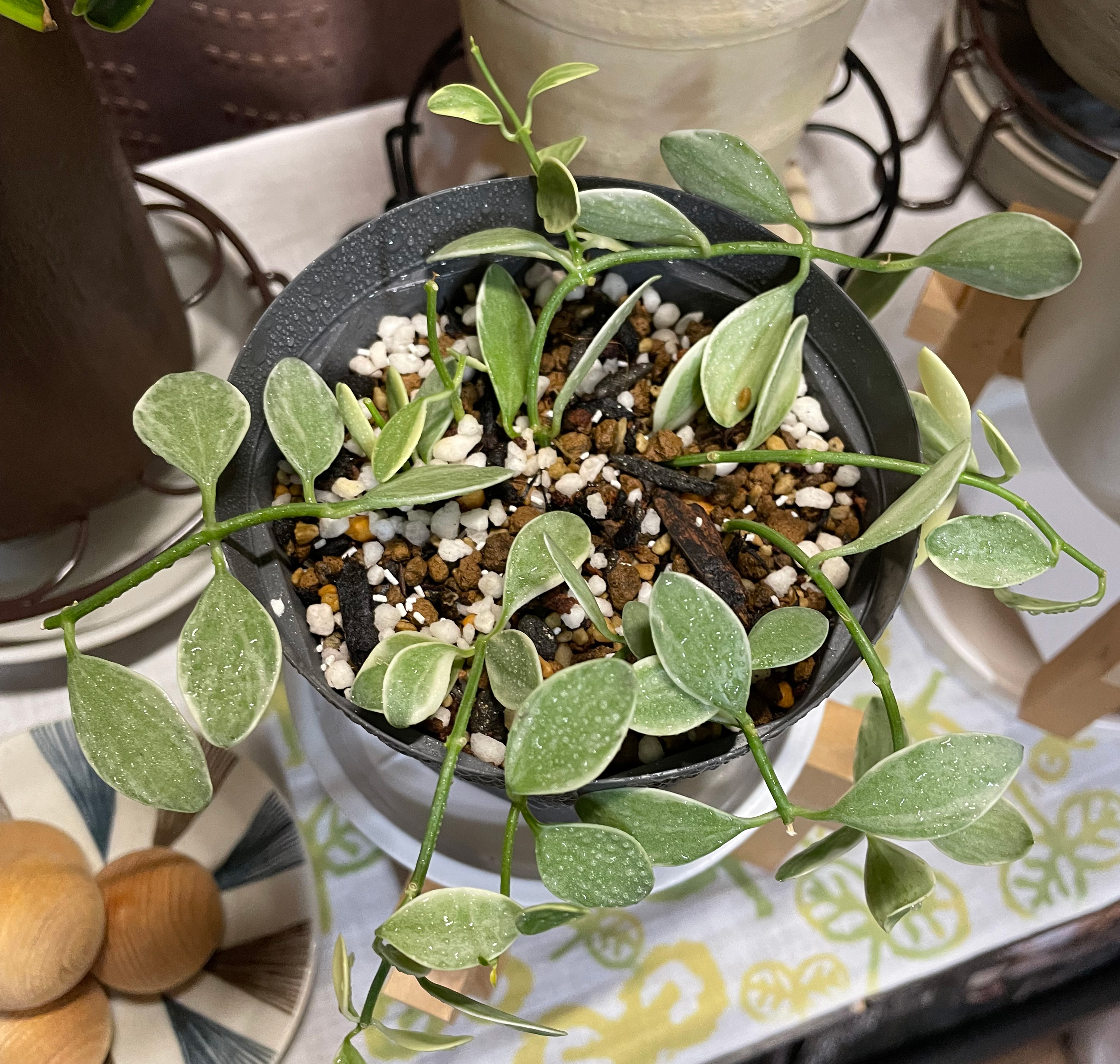 二度目の植替え後