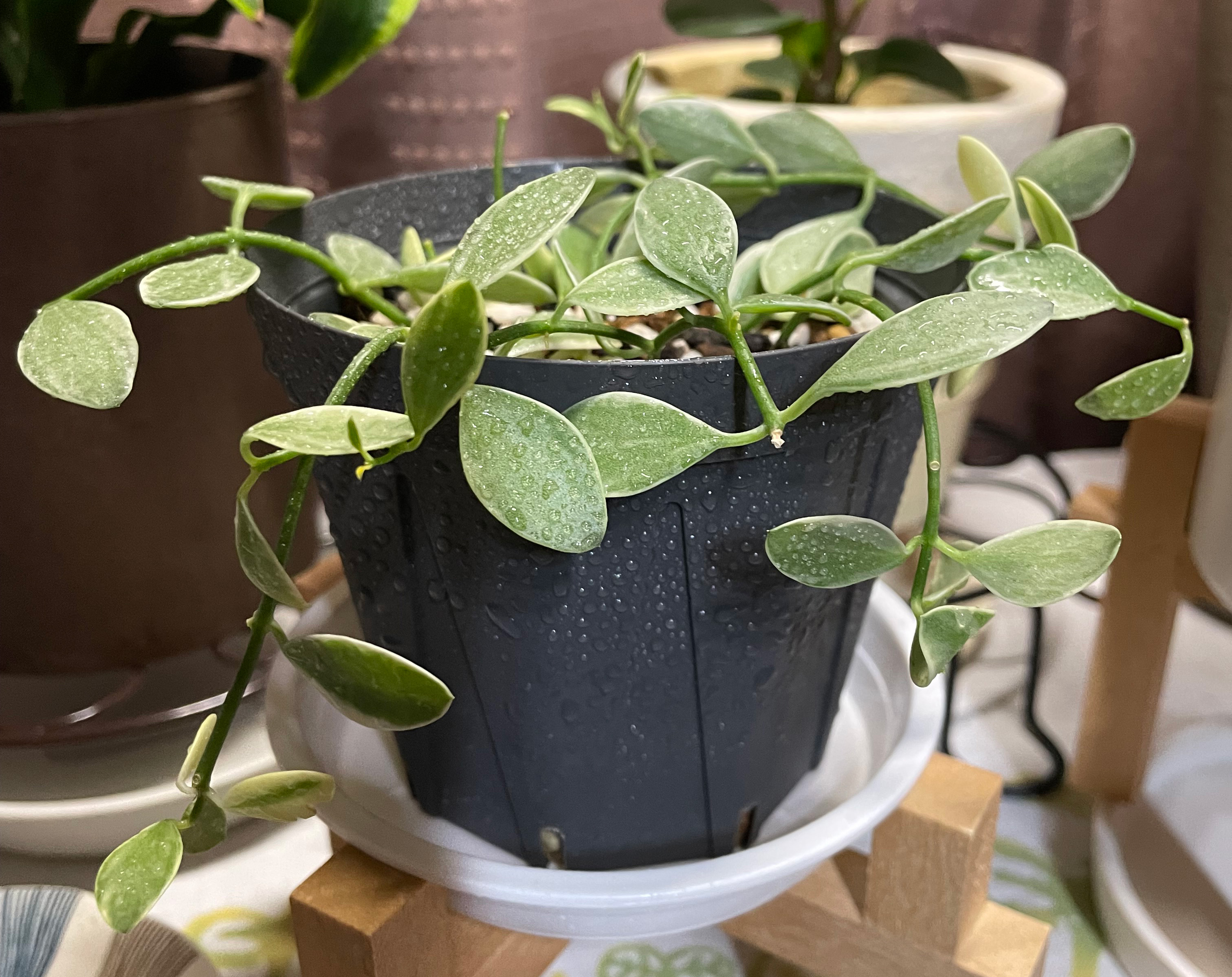 二度目の植替え後