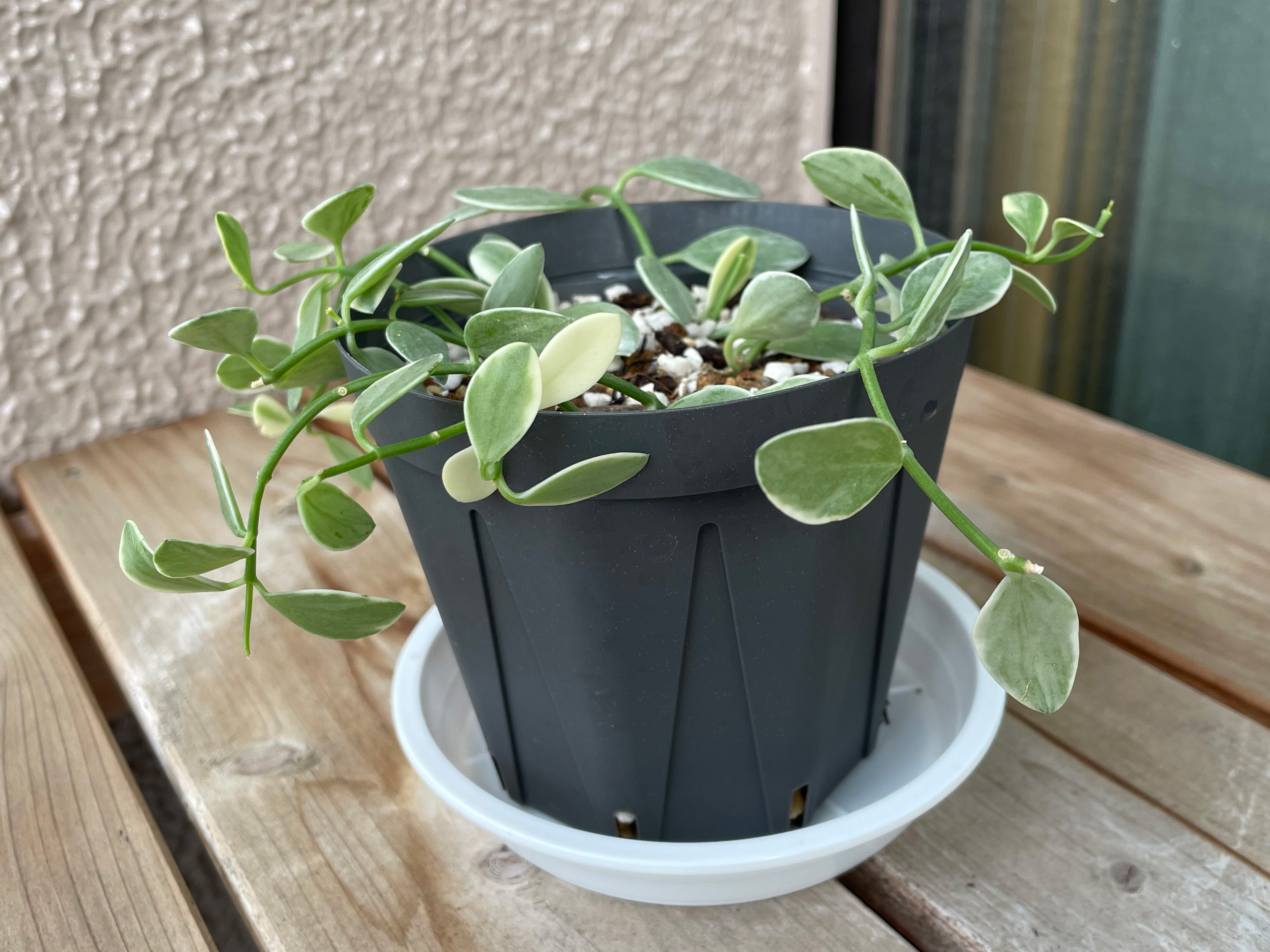 外に出すと元気な様子のシュガーエメラルディ