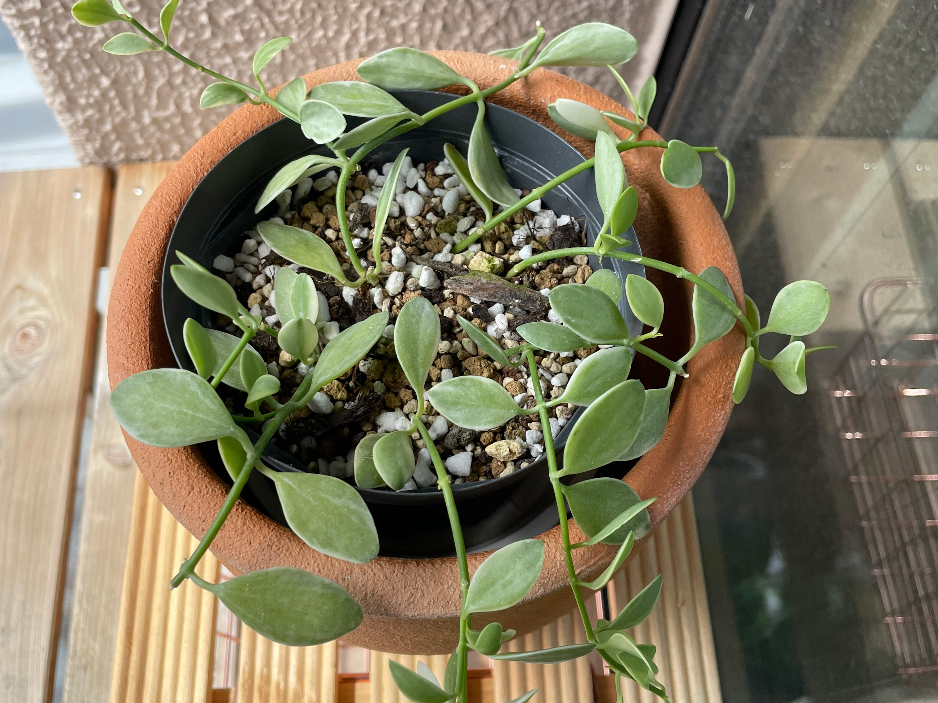 テラコッタに入れてみた