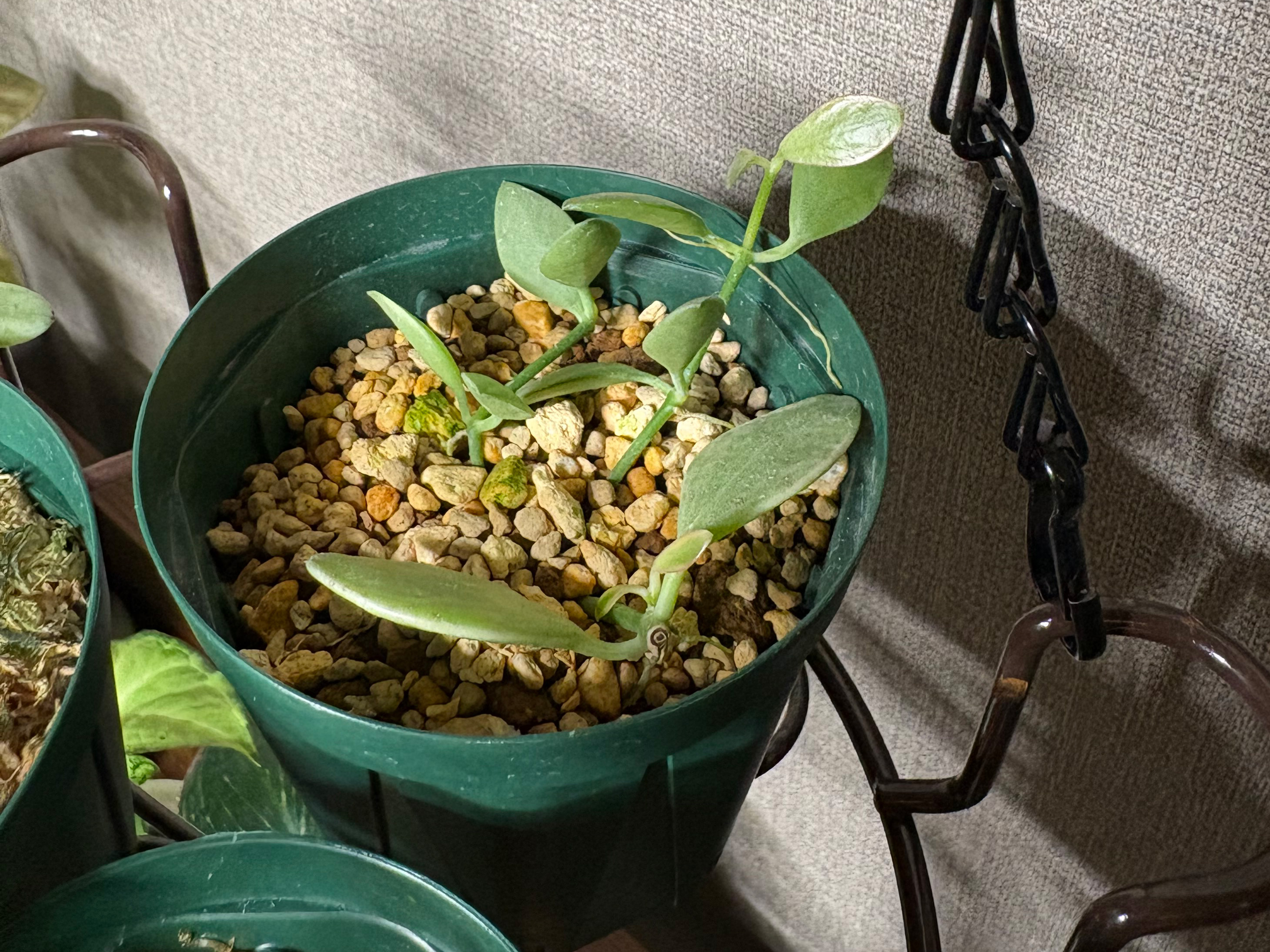 無機質用土のエメラルディ