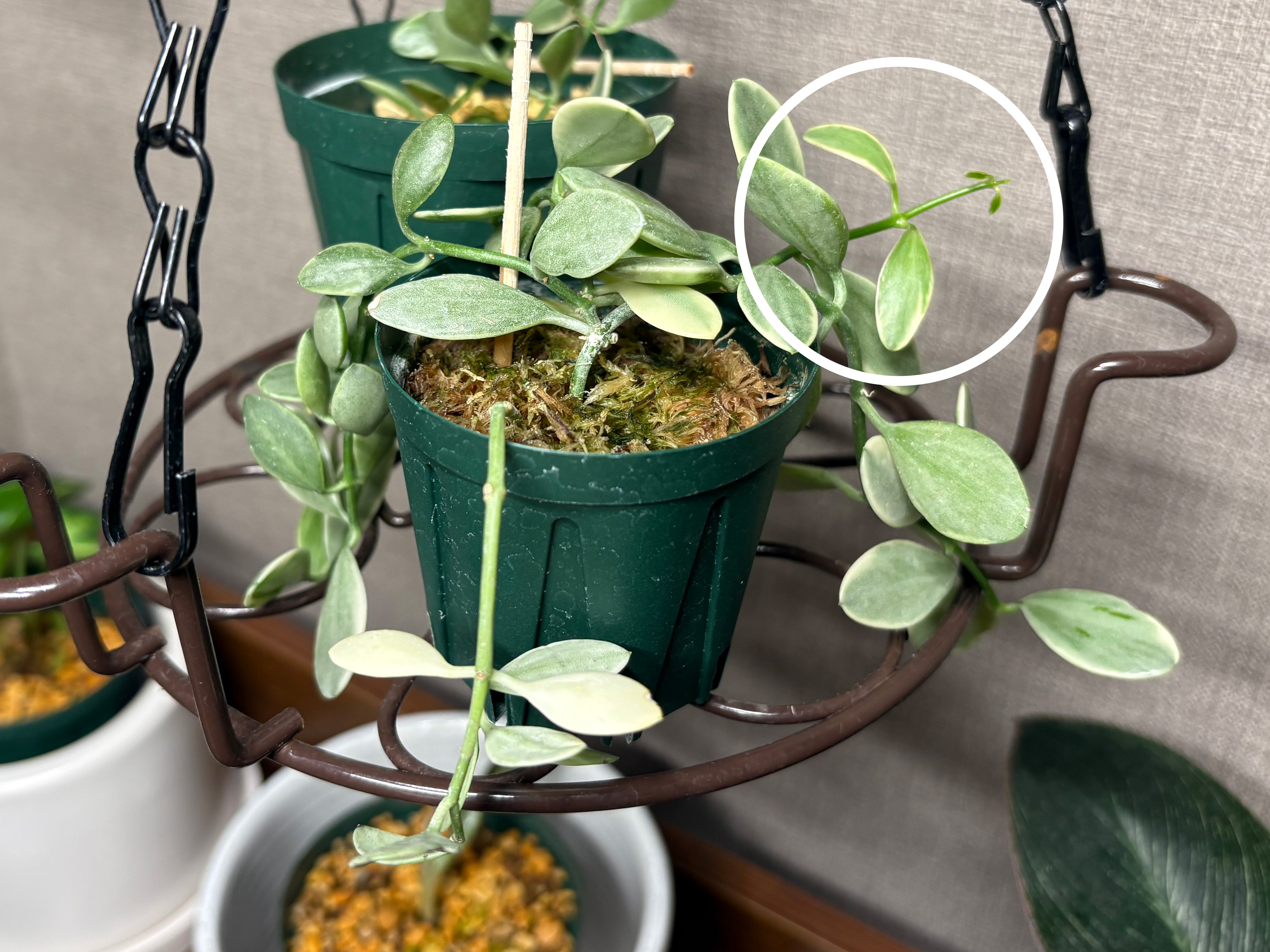 水苔のエメラルディの新芽