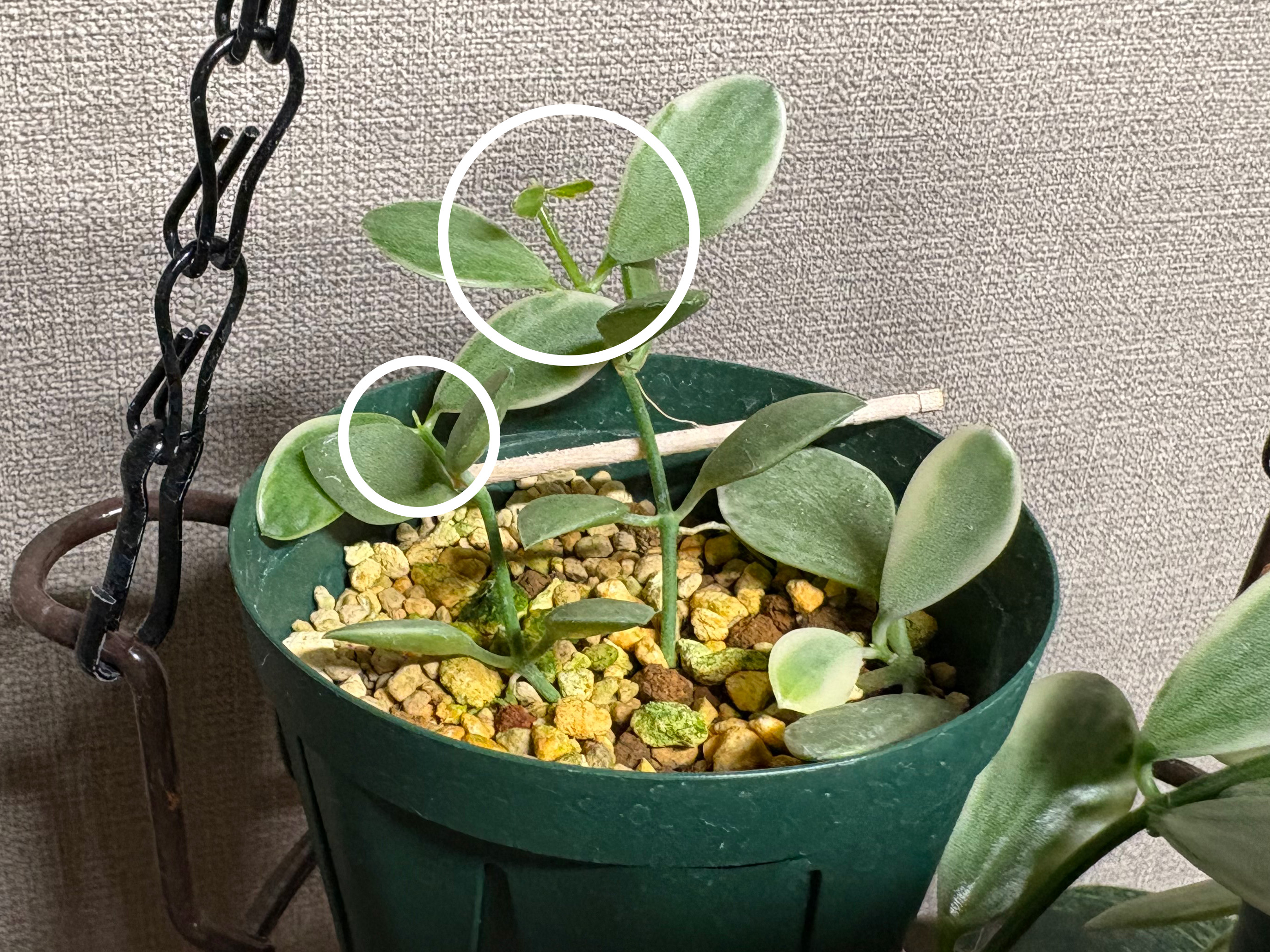 無機質用土のエメラルディ新芽