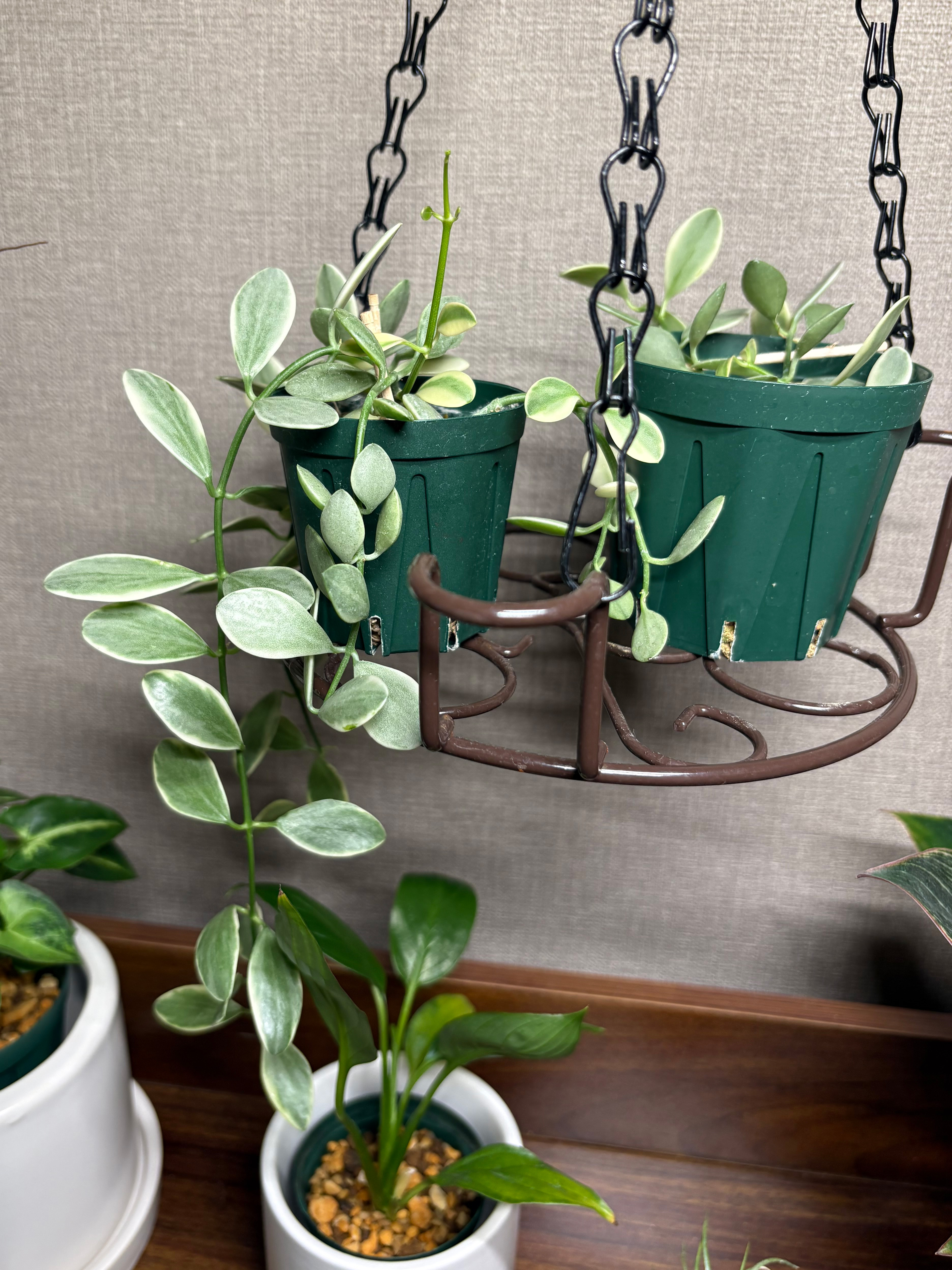 7月の両エメラルディ