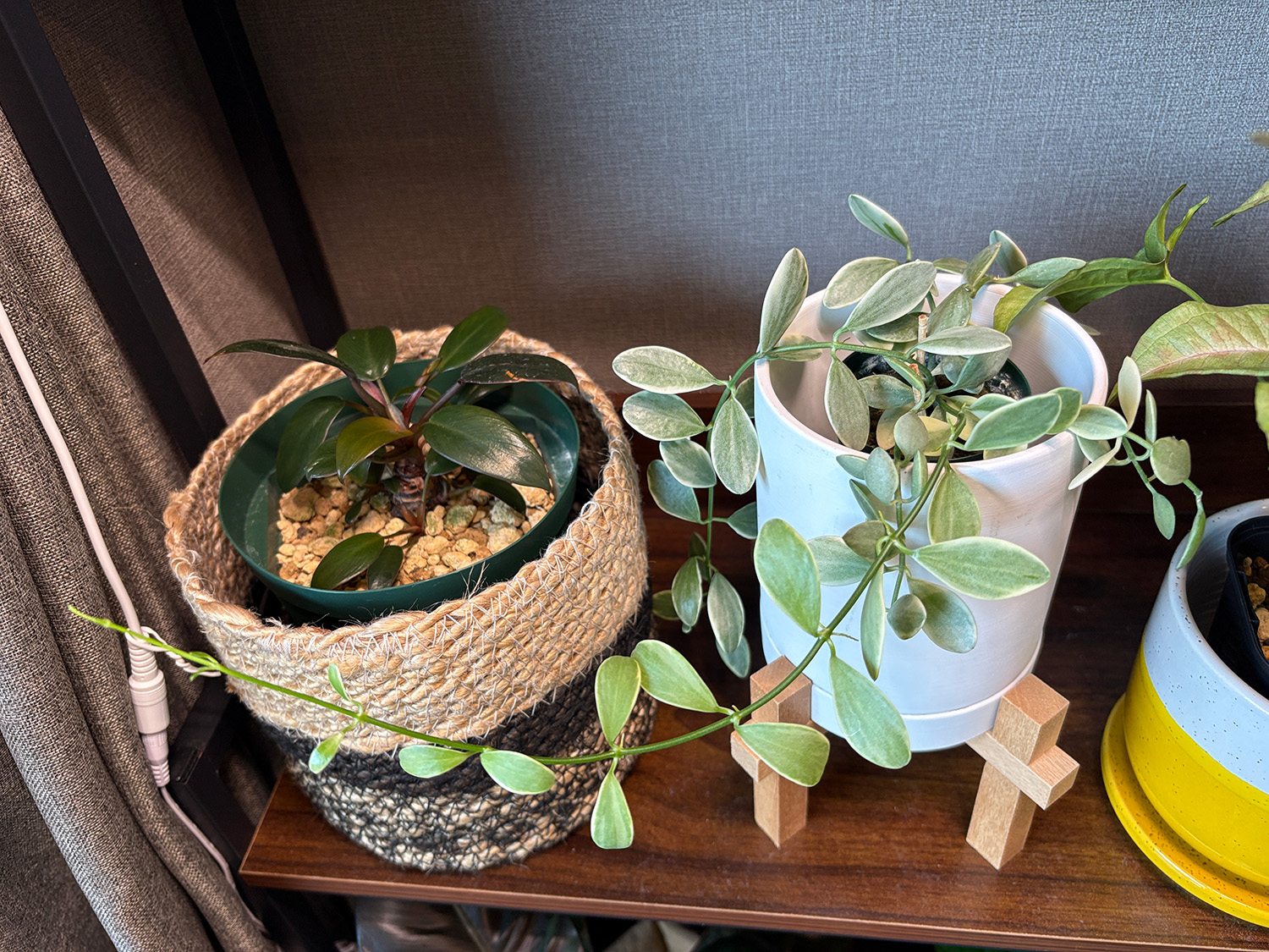 更に3週間程度後のエメラルディ