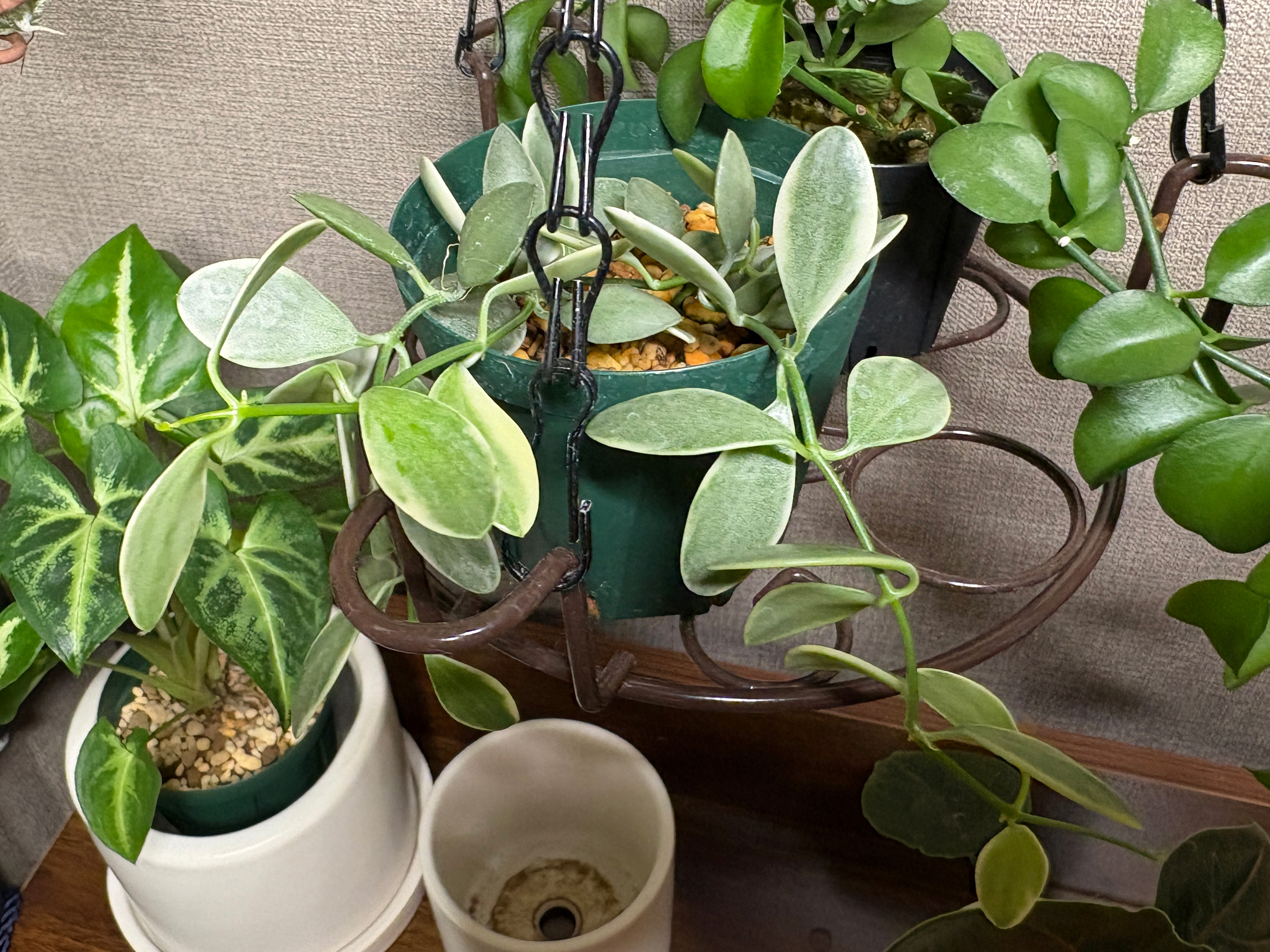 11月初めのラルディ