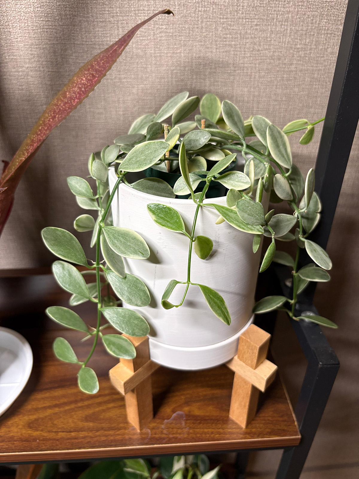 先月のフサコロ