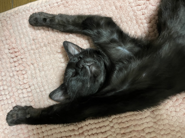だらけるねこさん