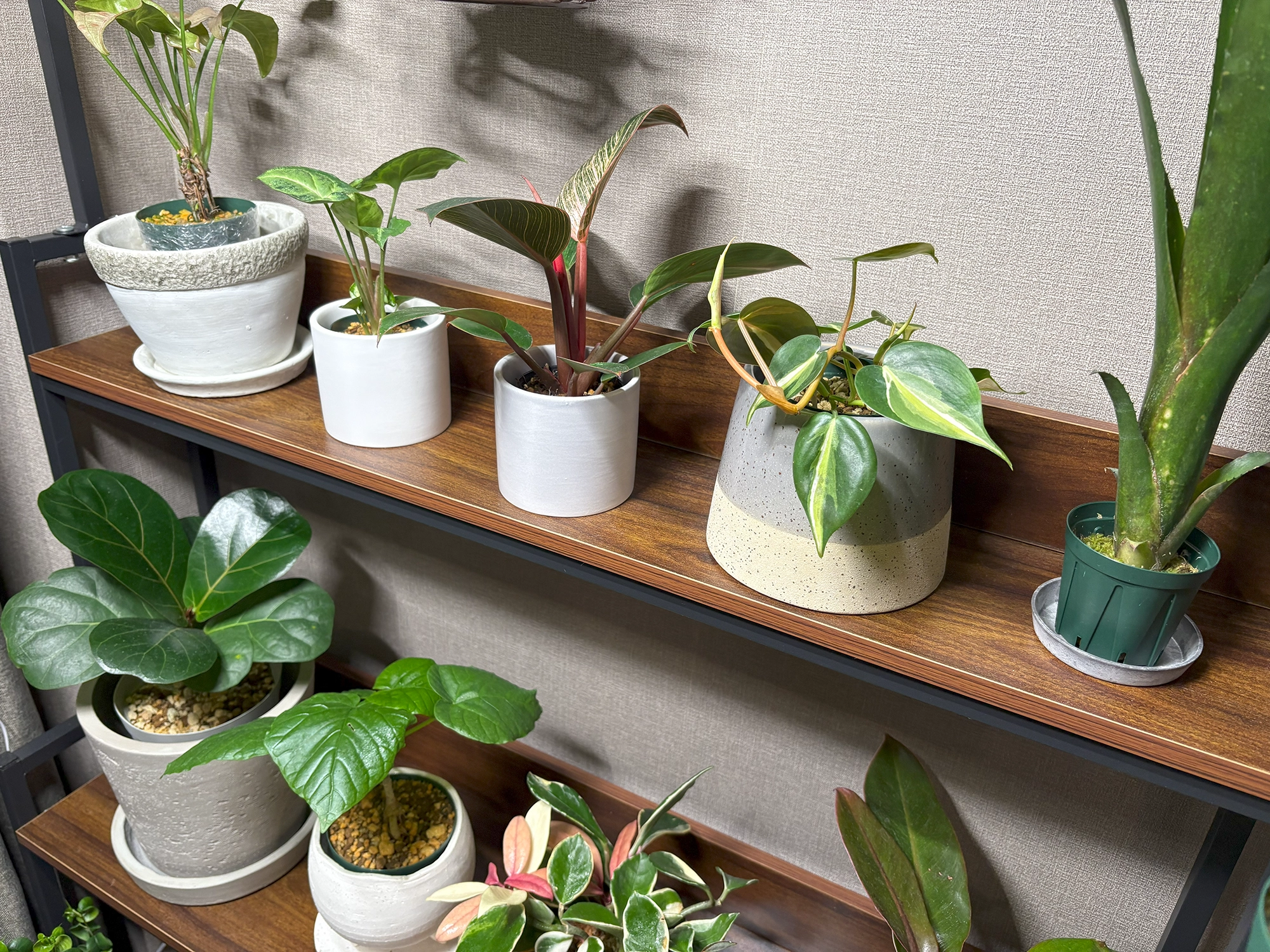 中の人の植物たち(ごく一部)