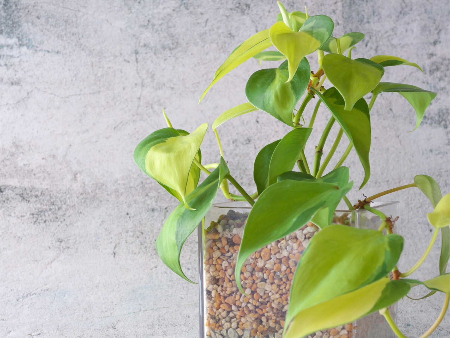 F.クリームスプラッシュ