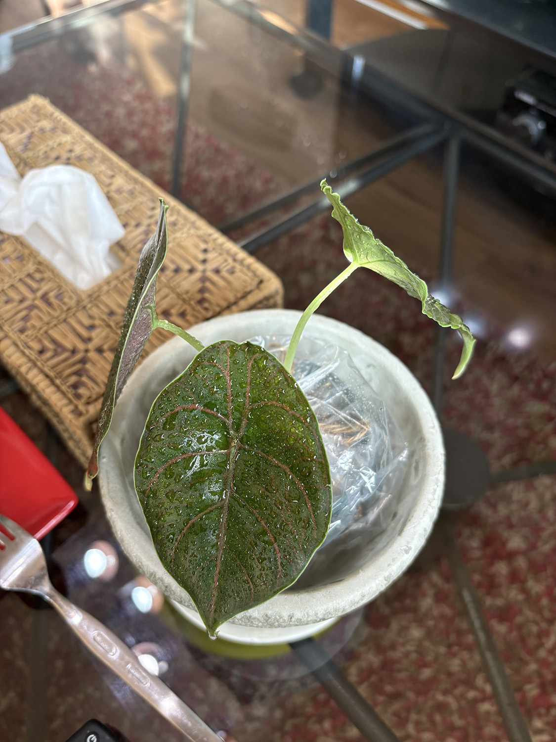 アロカシア アズラニー