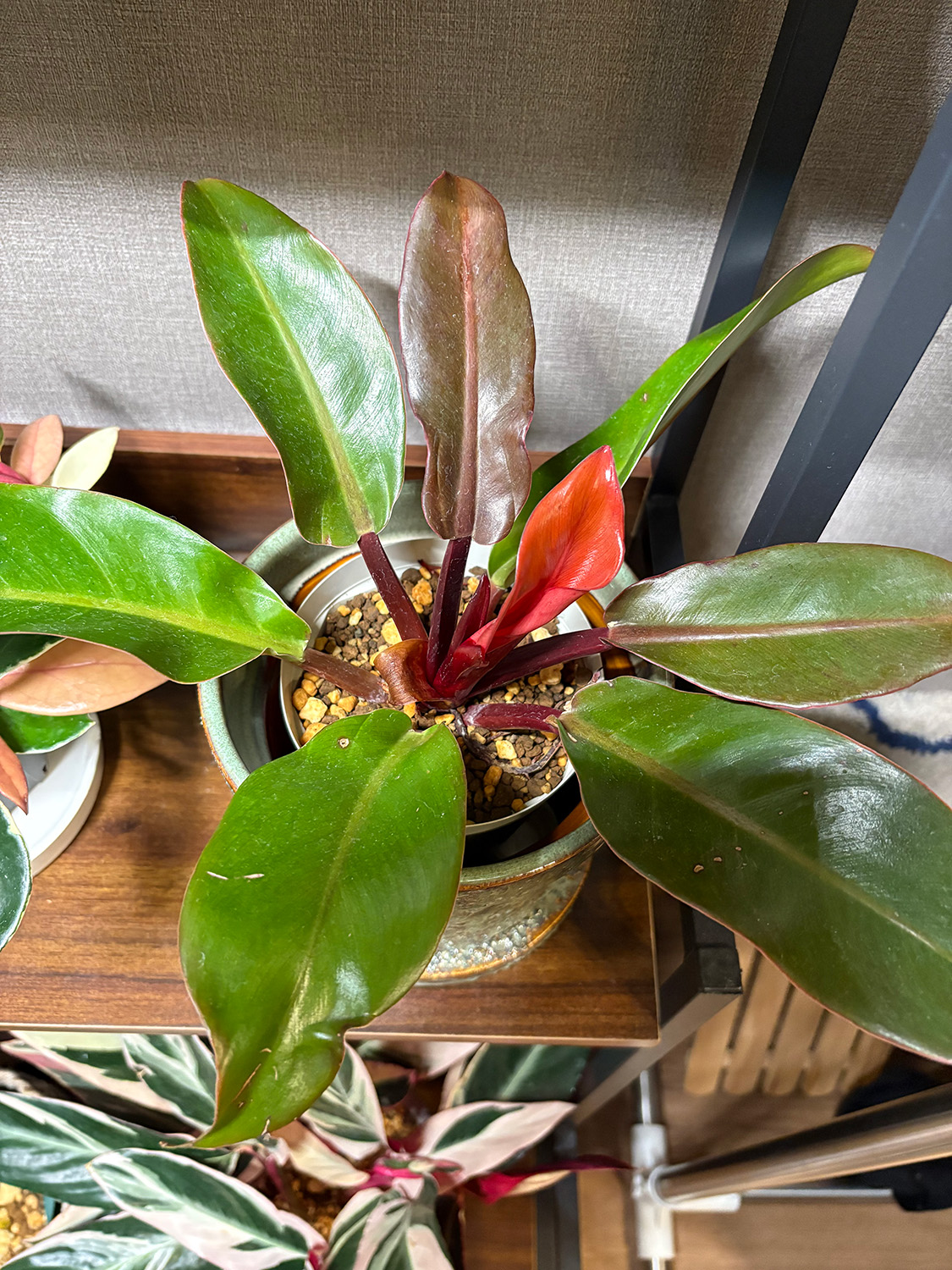 F.プリンス オブ オレンジ