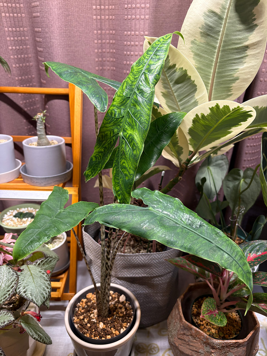 アロカシア ゼブリナ レキュティラータ