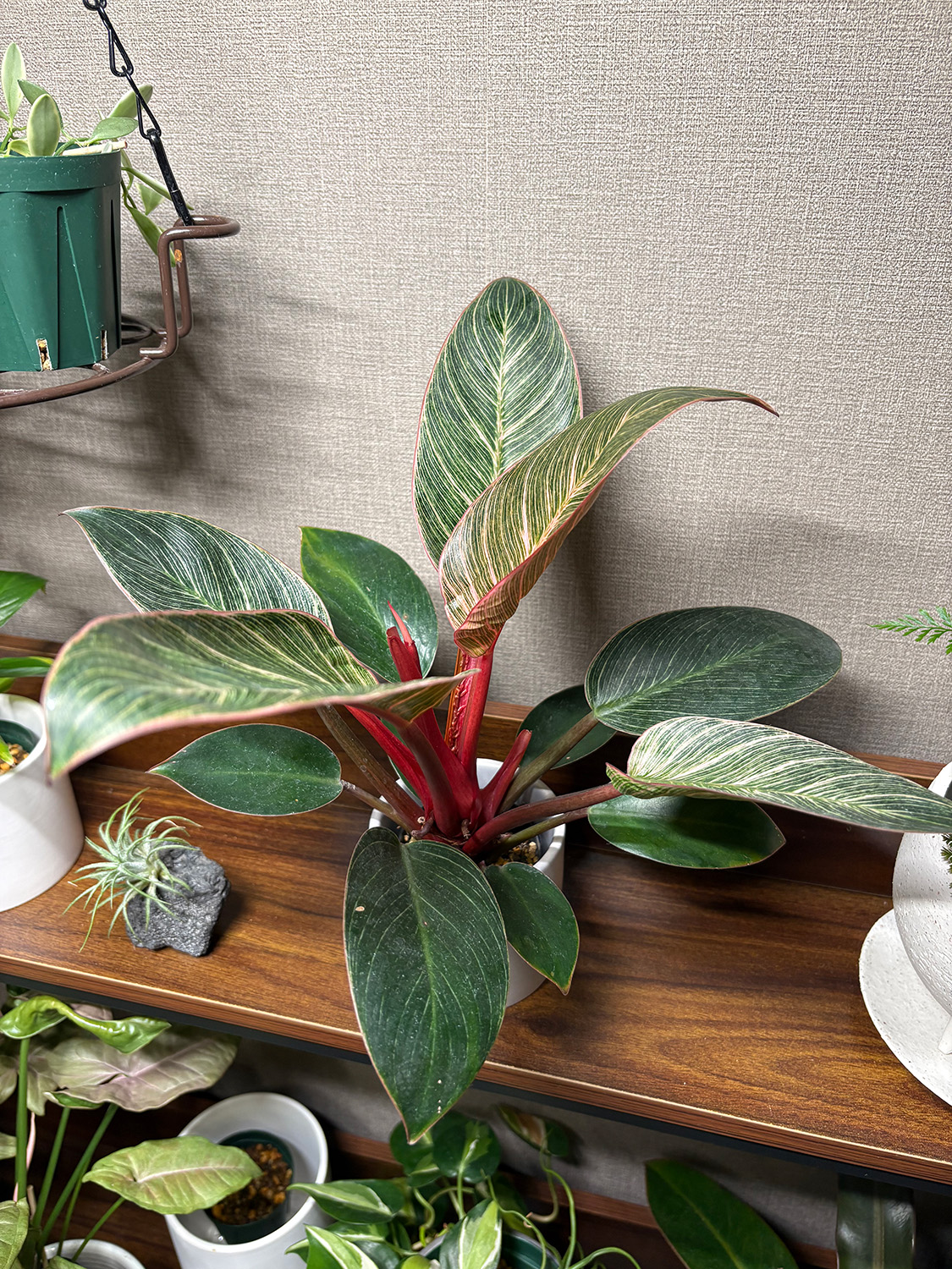 F.ピンクバーキン