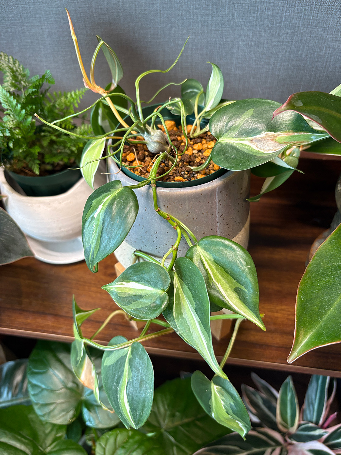 F.オキシカルジウム クリームスプラッシュ