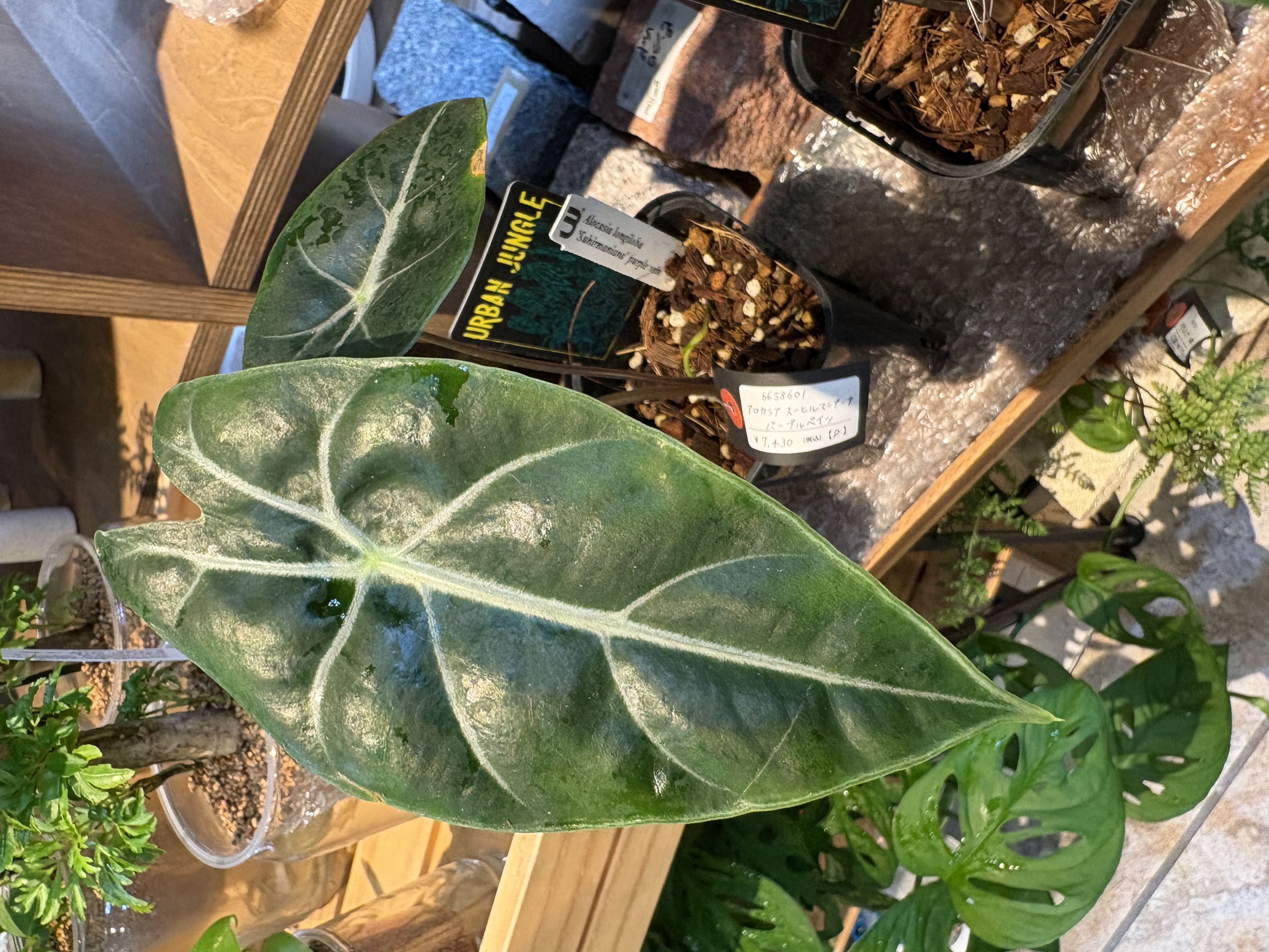 アロカシア スーヒルマニアーナ パープルベイン