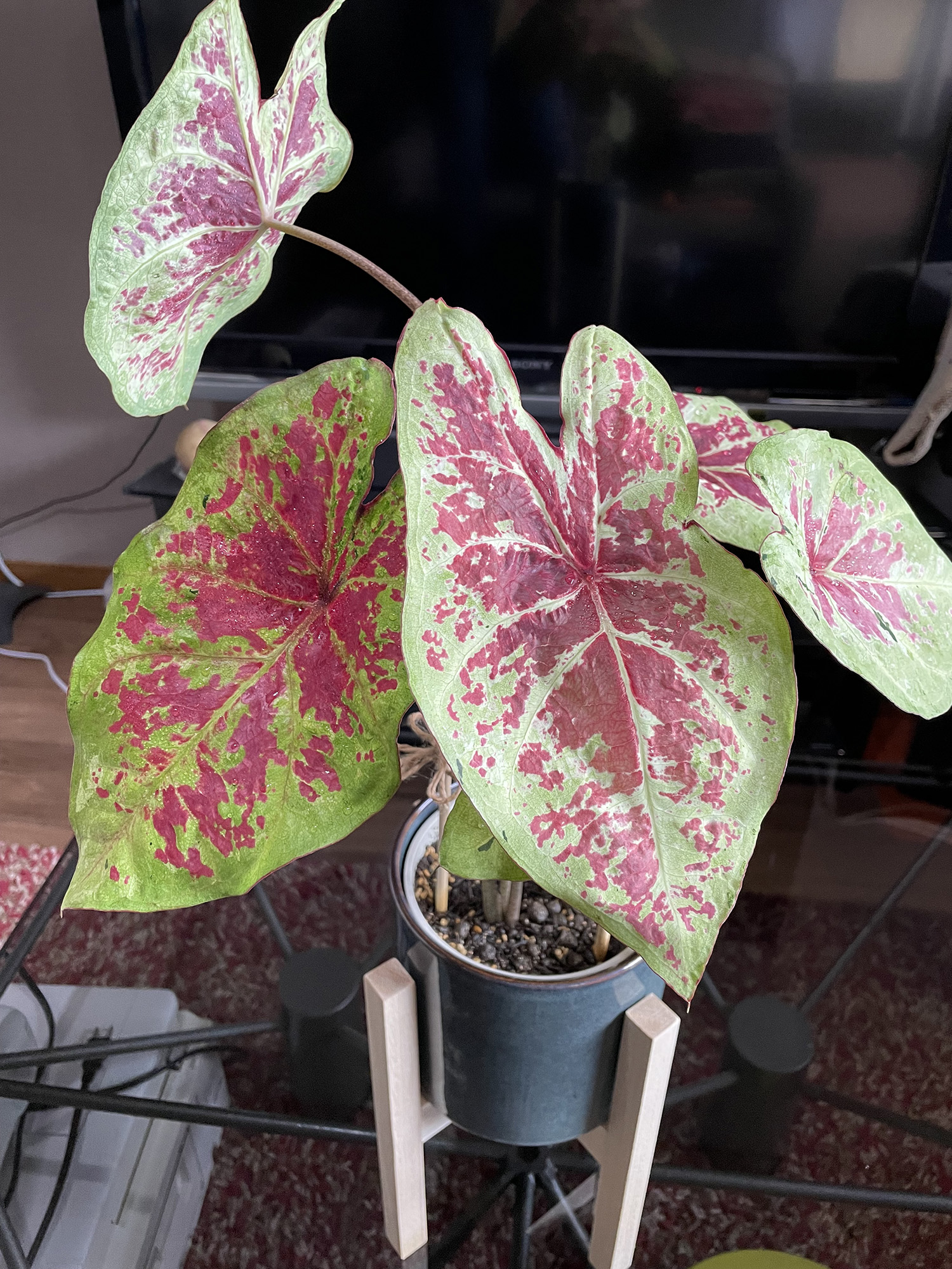 カラジウム オキシカルジウム ハートトゥハート