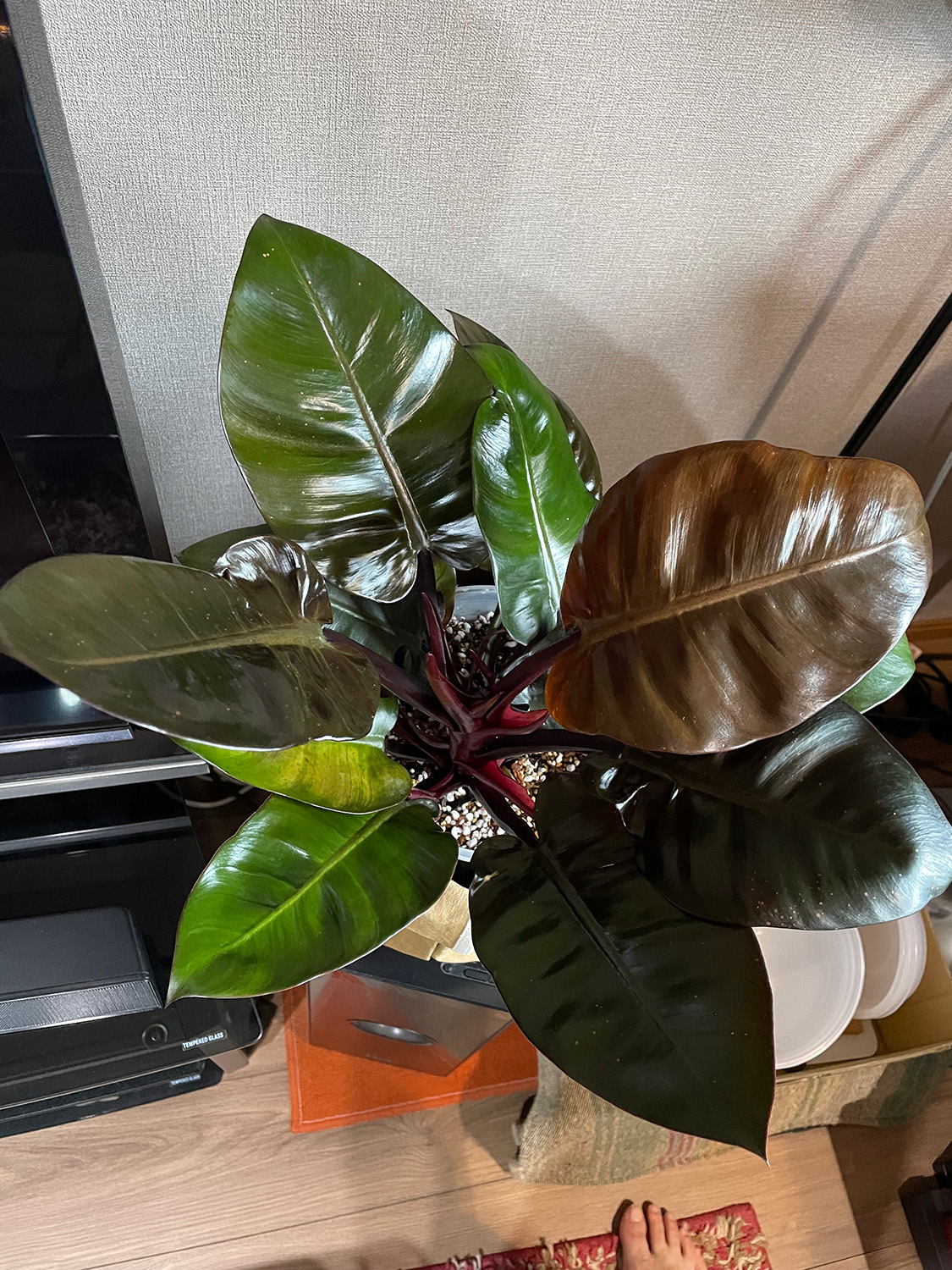 F.ブラックカーディナル